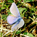 Kék boglárka lepke (Polyommatinae)