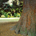 Az óriás mamutfenyő törzse (Sequoiadendron giganteum)