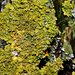 Sárga falizuzmó (Xanthoria parietina)