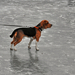 Beagle kutya a jégen