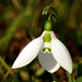 A hóvirág (Galanthus)