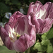 A tulipánok (Tulipa)