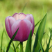 Album - A tulipánok (Tulipa)