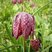 A mocsári kockásliliom vagy kotuliliom (Fritillaria meleagris)