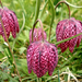 A mocsári kockásliliom vagy kotuliliom (Fritillaria meleagris)