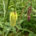 Albínó mocsári kockásliliom vagy kotuliliom (Fritillaria meleagr