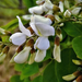 Fehér akácvirágok