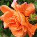 Rózsa Tavasz Narancssárga
