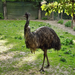 Az emu (Dromaius novaehollandiae)