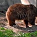 Keresgélve / A barna medve (Ursus arctos)