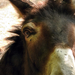 A háziszamár (Equus asinus)