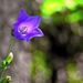 Erdei virág Alpok Kárpáti Harangvirág (Campanula carpatica)