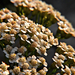 A közönséges cickafark (Achillea millefolium) Gyógynövény