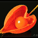 Szívesen :) Lampionvirág gyümölcse (Physalis alkekengi)