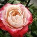 A rózsa (Rosa)