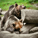 A barna medvék (Ursus arctos)