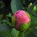 Pünkösdi rózsa (bazsarózsa)