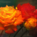 Naracssárga piros rózsa