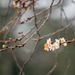 Tavasz a télben / A japáncseresznye (Prunus serrulata