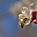 Tavasz Virág Méh
