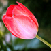 Nagy tulipán :)