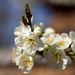 Gyömölcsfavirág Tavasz