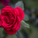 rózsa piros virág