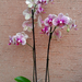 orchidea2