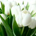 Awesome-White-Tulips-Free-Wallpaper-Downloads-1007x7551