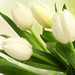 feher-tulipan-5195ec24c5aa5bb21901b81e (1)