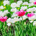 tulip-flower-plant-white-pink p