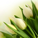 tulips-white-bouquet-wallpaper-53cc3cd1bdddf