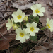 Primula