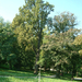 kastély park egyoldalas fával