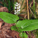 Maianthemum bifolium-Kétlevelű árnyékvirág