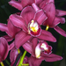 Orchidea-Cymbidium sp (2)