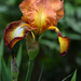Nőszirom-Iris sp (5)