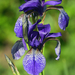 Nőszirom (szibériai)-Iris sibirica