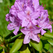 Rododendron-Rhododendron sp (5)