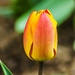 Tulipiros-tulisárga