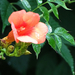 Narancs szinü trombita virág