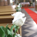 Fehér rózsák sora a templomban