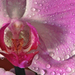Variációk orchideára 5