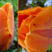 Naracsságra tulipán kollázs