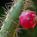 Kaktusz és termése