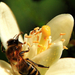 Citromfa virága, kiscitrommal és méhecskével....