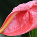 Rózsaszín pálmaházi virág