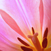 Tulipán belső - rózsaszín