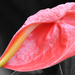 Rózsaszín flamingóvirág