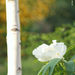 Fehér pünkösdi rózsa